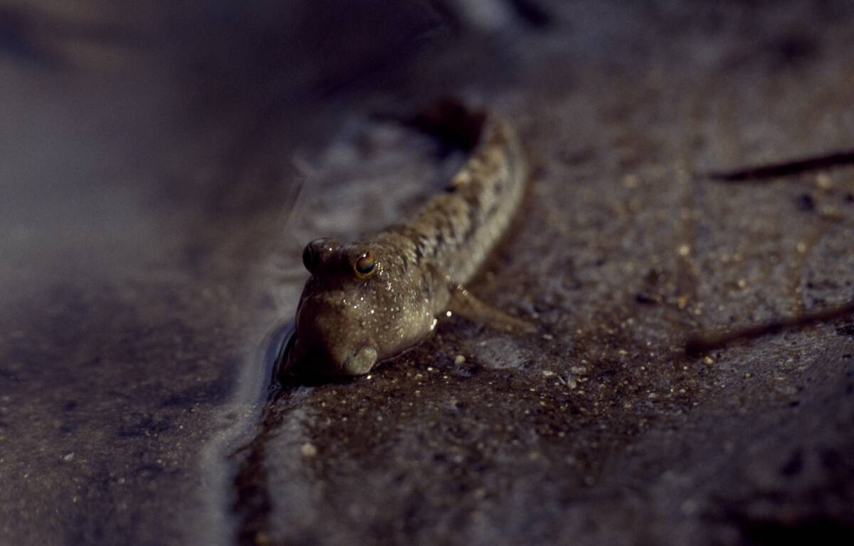 Mudskipper (Periophthalmus sp), Gobiidae...