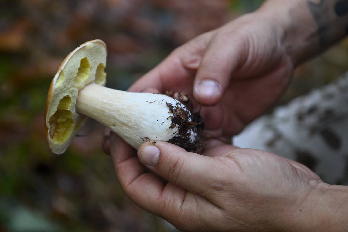 Mushroom Hunters Forage For Porcini In Italy