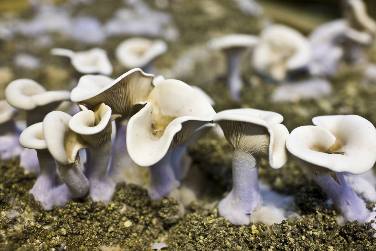 Mushrooms Growing in Cave, Loire, France