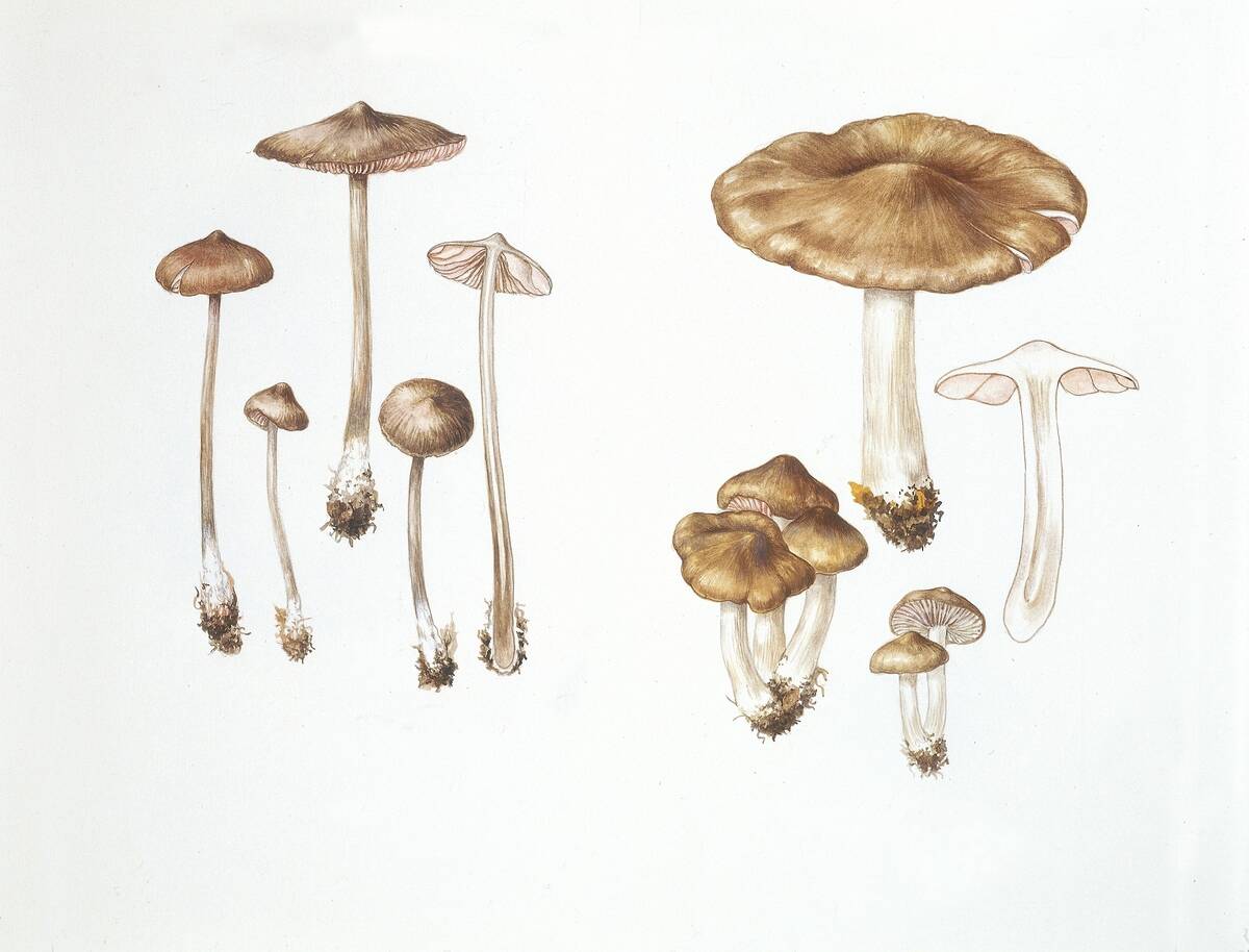 Mushrooms, illustration