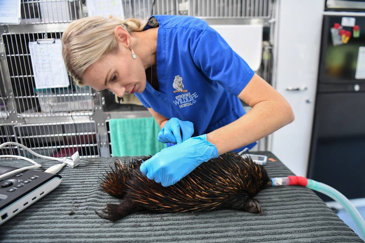 Native Animals Affected By Floods Treated At Byron Bay Wildlife Hospital