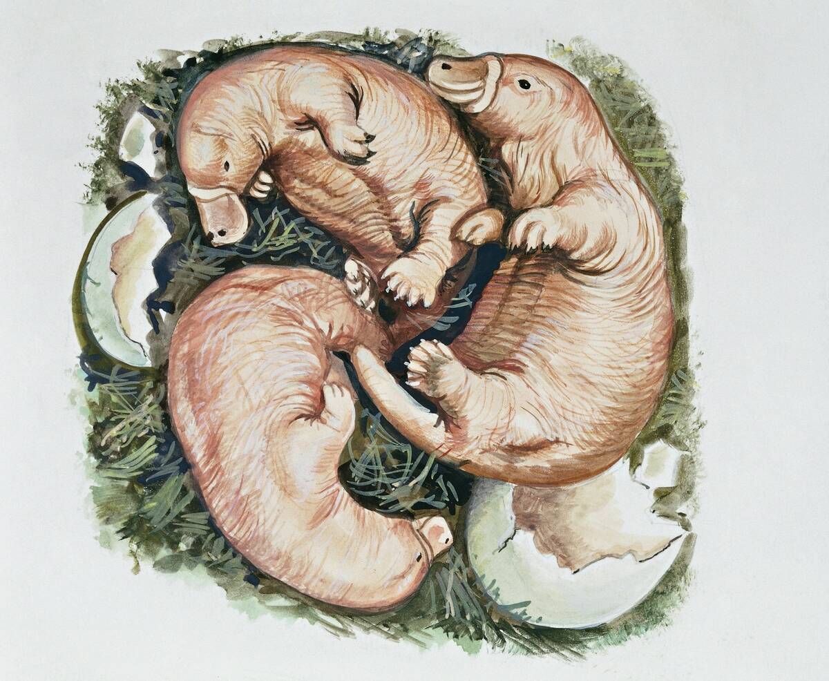 Newborn Platypus (Ornithorhynchus anatinus) in nest, illustration