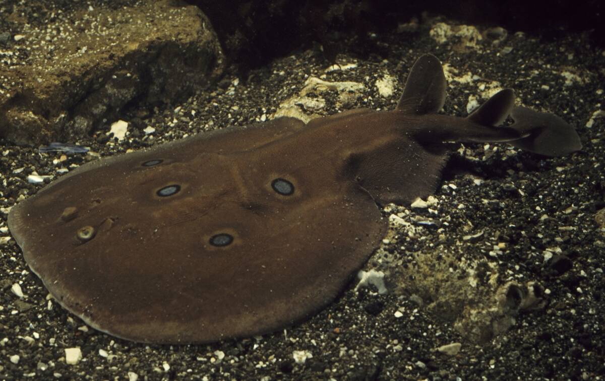 Ocellate torpedo or Eyed electric ray