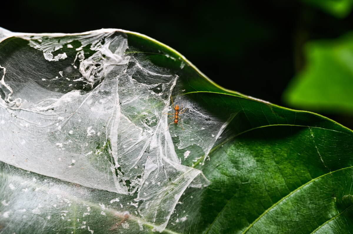 Oecophylla Smaragdina
