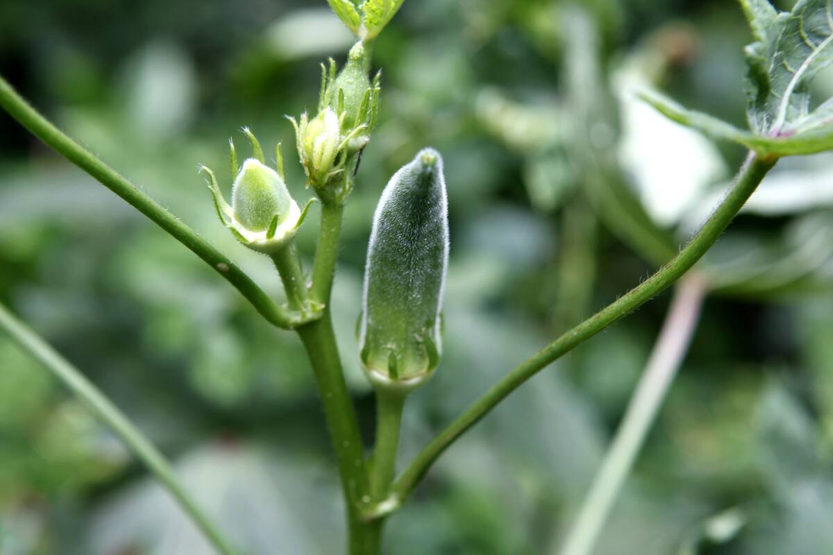 Okra buds