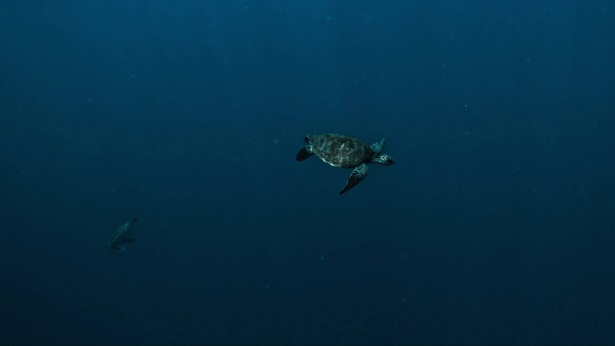 oliver-tsappis-K7PxnHZYDZA-unsplash