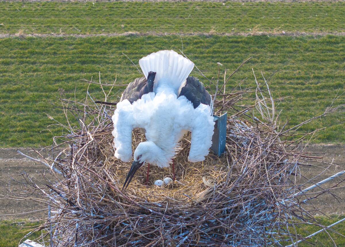 Oriental White Storks
