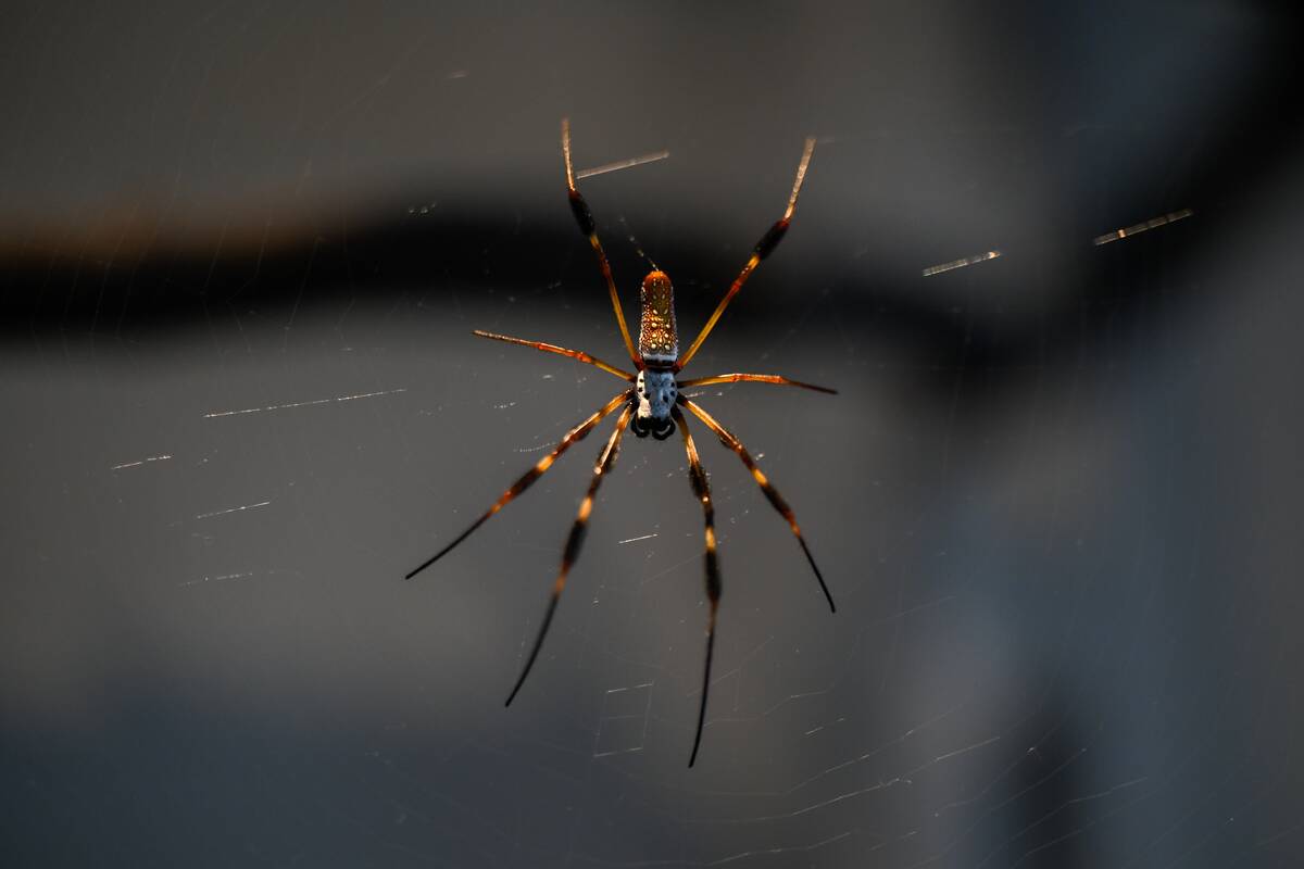 Osher Rainforest at the California Academy of Sciences in San Francisco