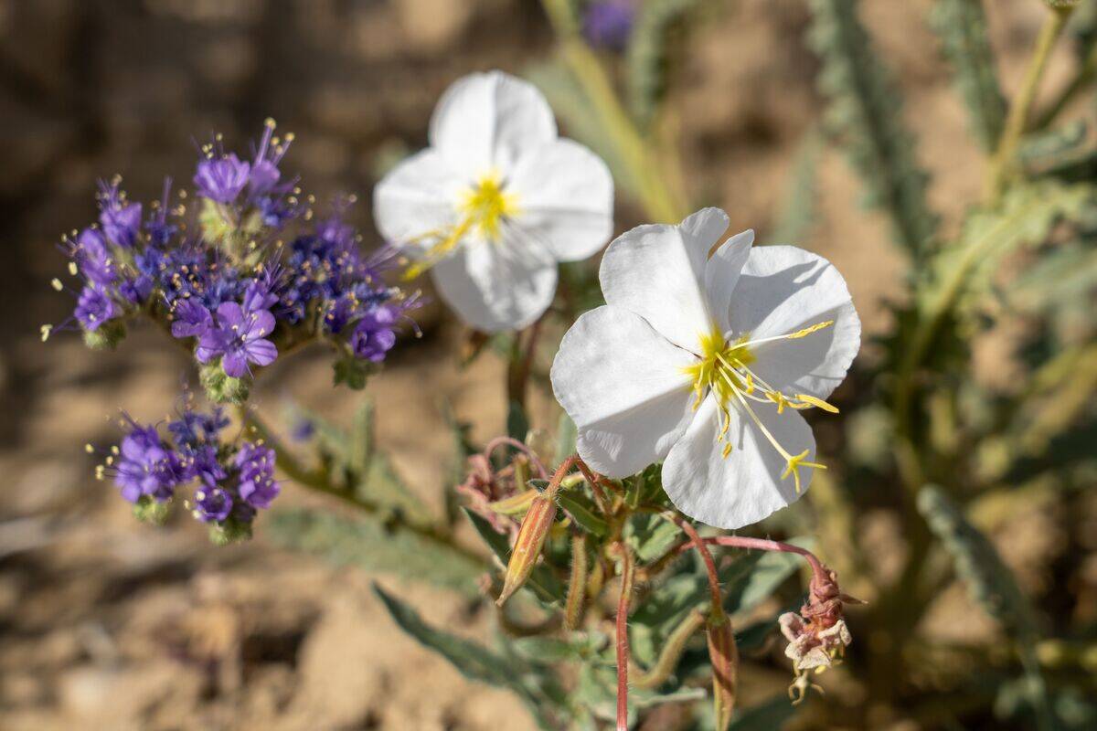 Pale Evening Primrose & Common Scorpionweed in bloom