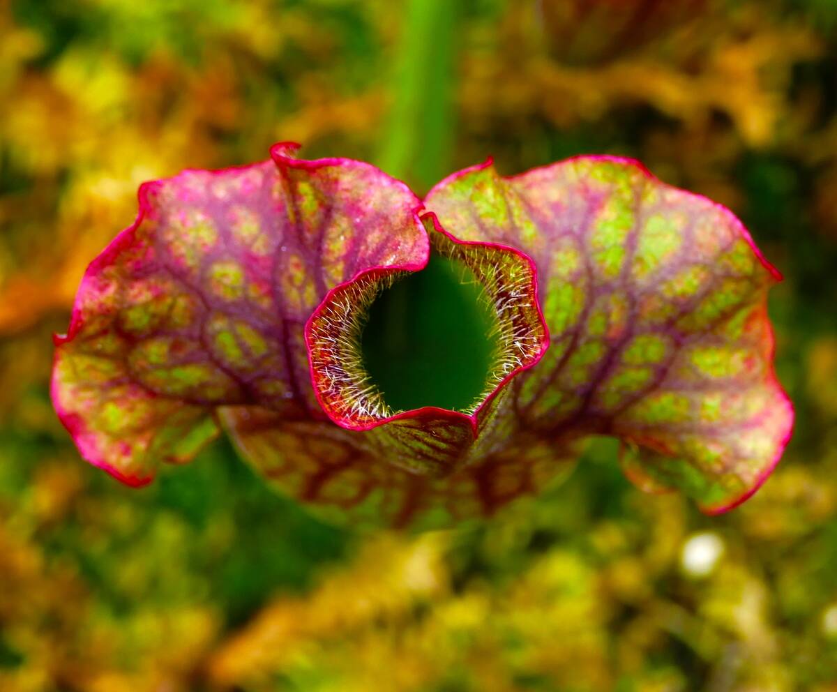 Pinguicula, commonly known as the butterwort.