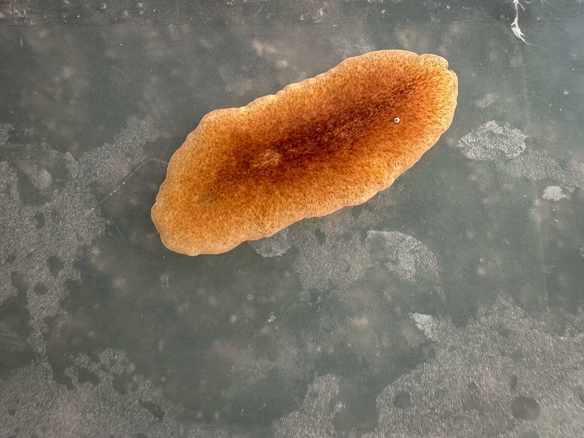 Planaria Detected In Ribadeo Mussels (lugo)