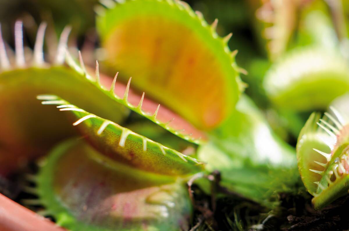 Plant And Flower Shoots