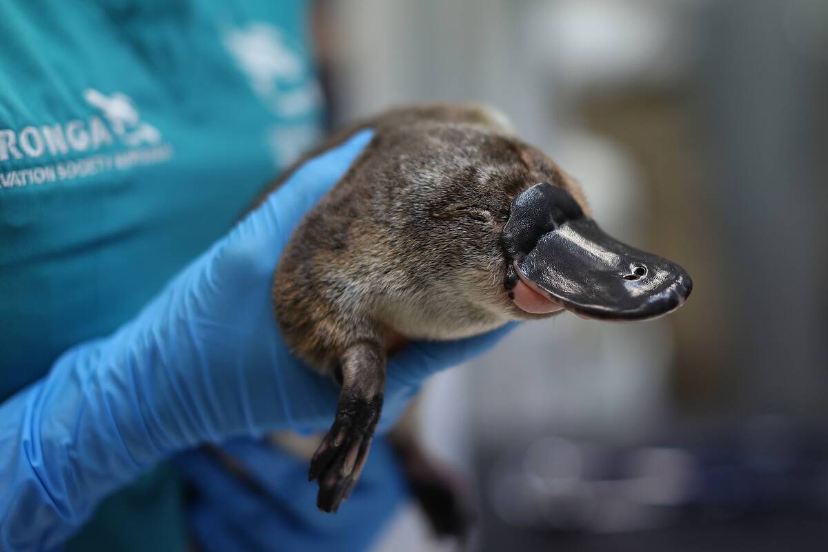 Platypus Rescue And Rehabilitation Centre To Be Built At Taronga Zoo