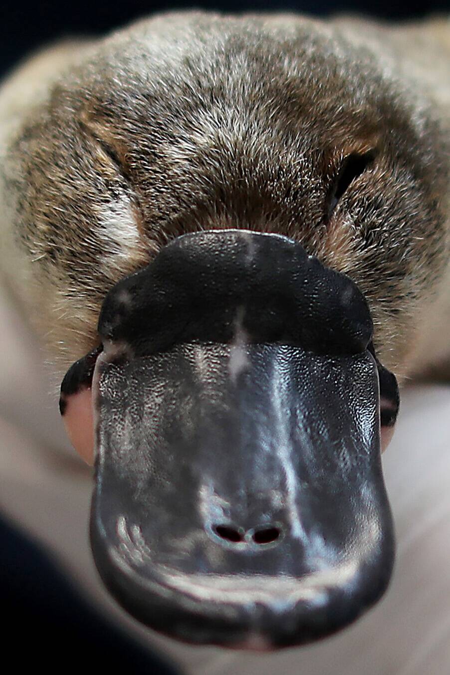 Platypus Rescue And Rehabilitation Centre To Be Built At Taronga Zoo