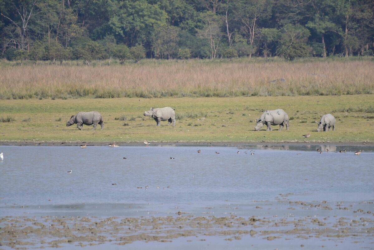 Pobitora Wildlife Sanctuary In India