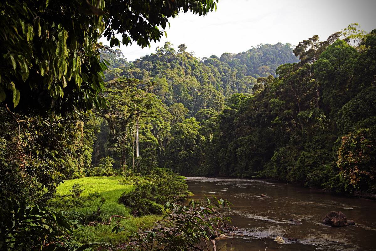 Rainforests of Sabah, Borneo