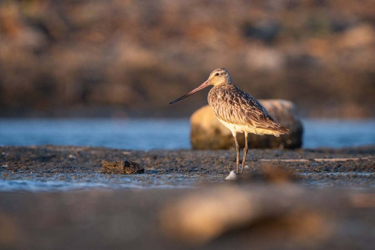 'Record-Breaking Bird' Bar-tailed Godwit