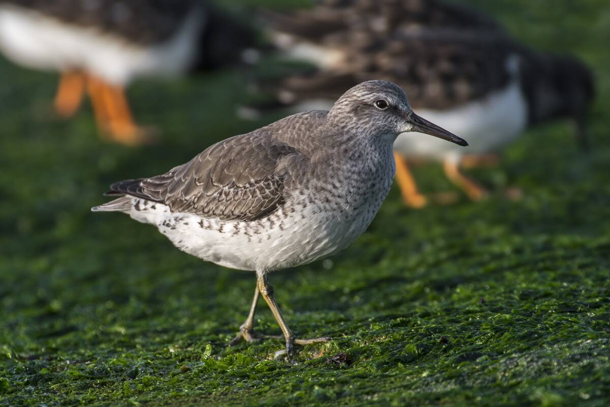 Red knots (Calidris canutus) and ruddy turnstones in winter plumage foraging on breakwater covered in seaweed along the North Sea coast