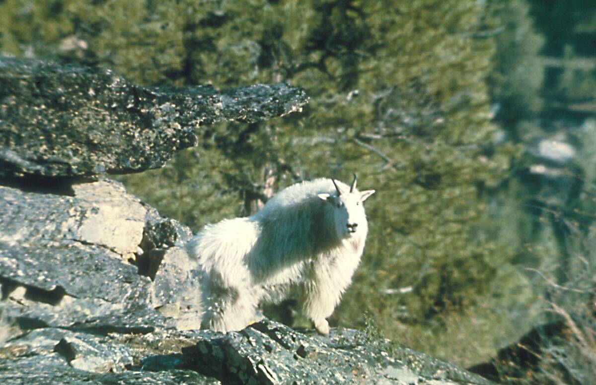 Rocky Mountain Goat