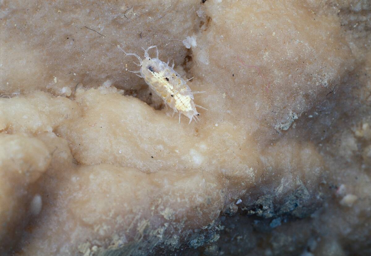 Rosy woodlouse, Trichoniscidae, Frasassi caves