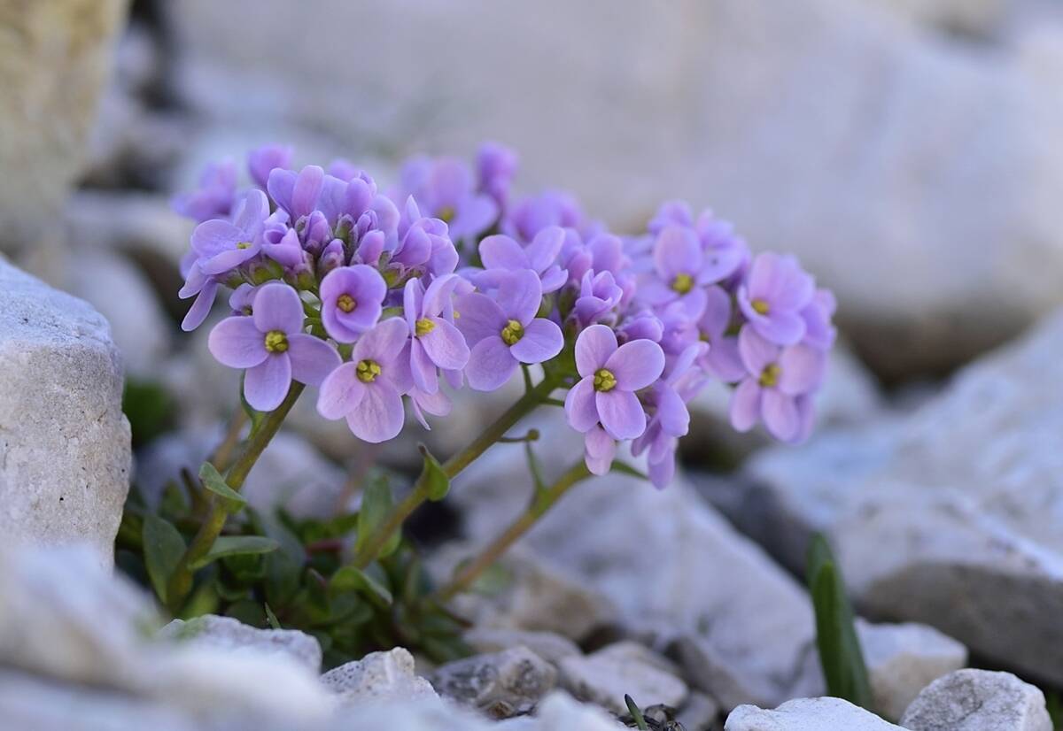 Round-leaved pennycress, Dolomites