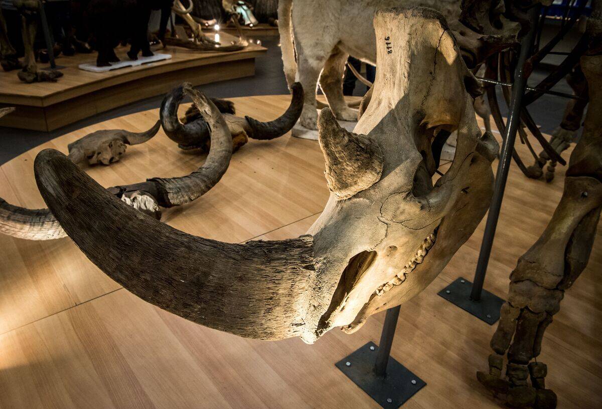 RUSSIA-MAMMOTH-MUSEUM