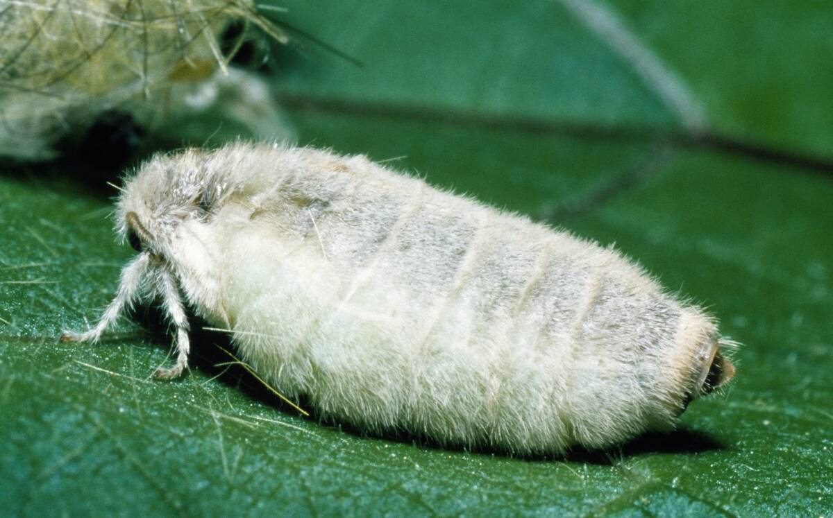 Rusty tussock moth or Vapourer...