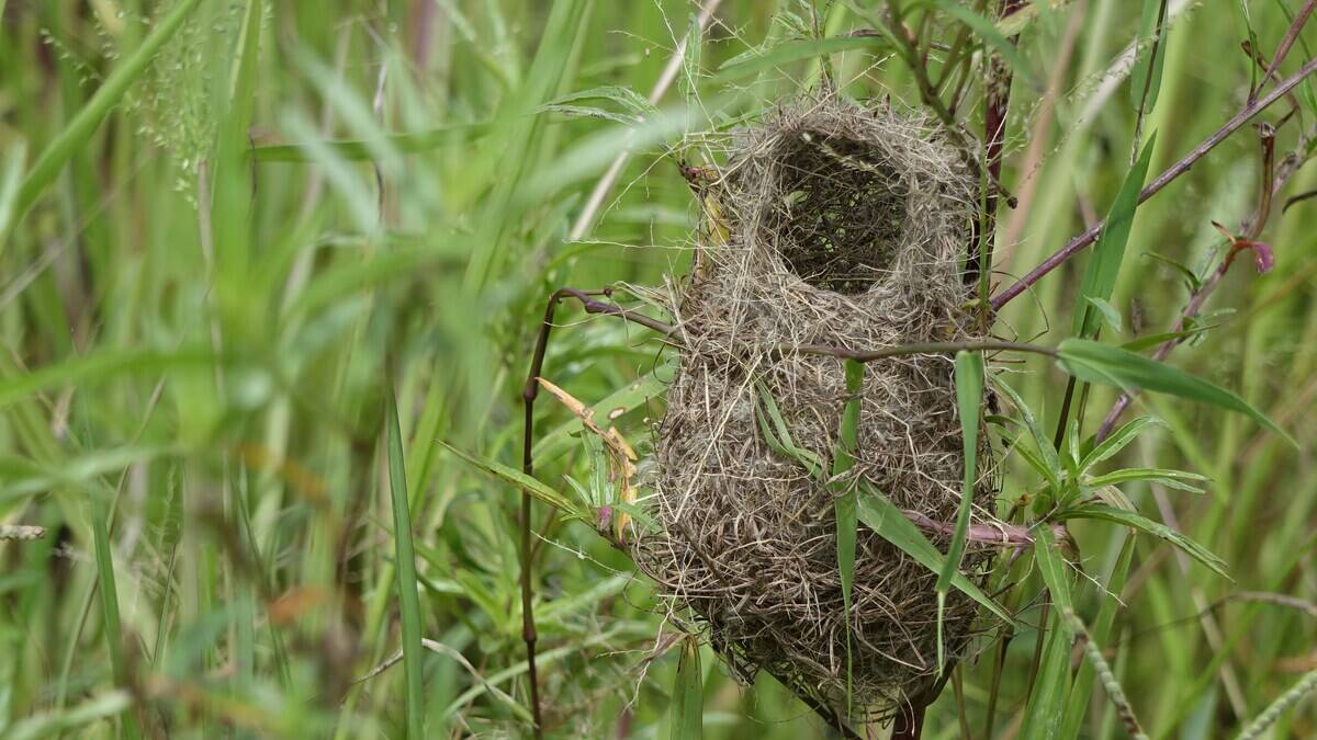 samson-tarimo-ZAo9N7hJq4A-unsplash