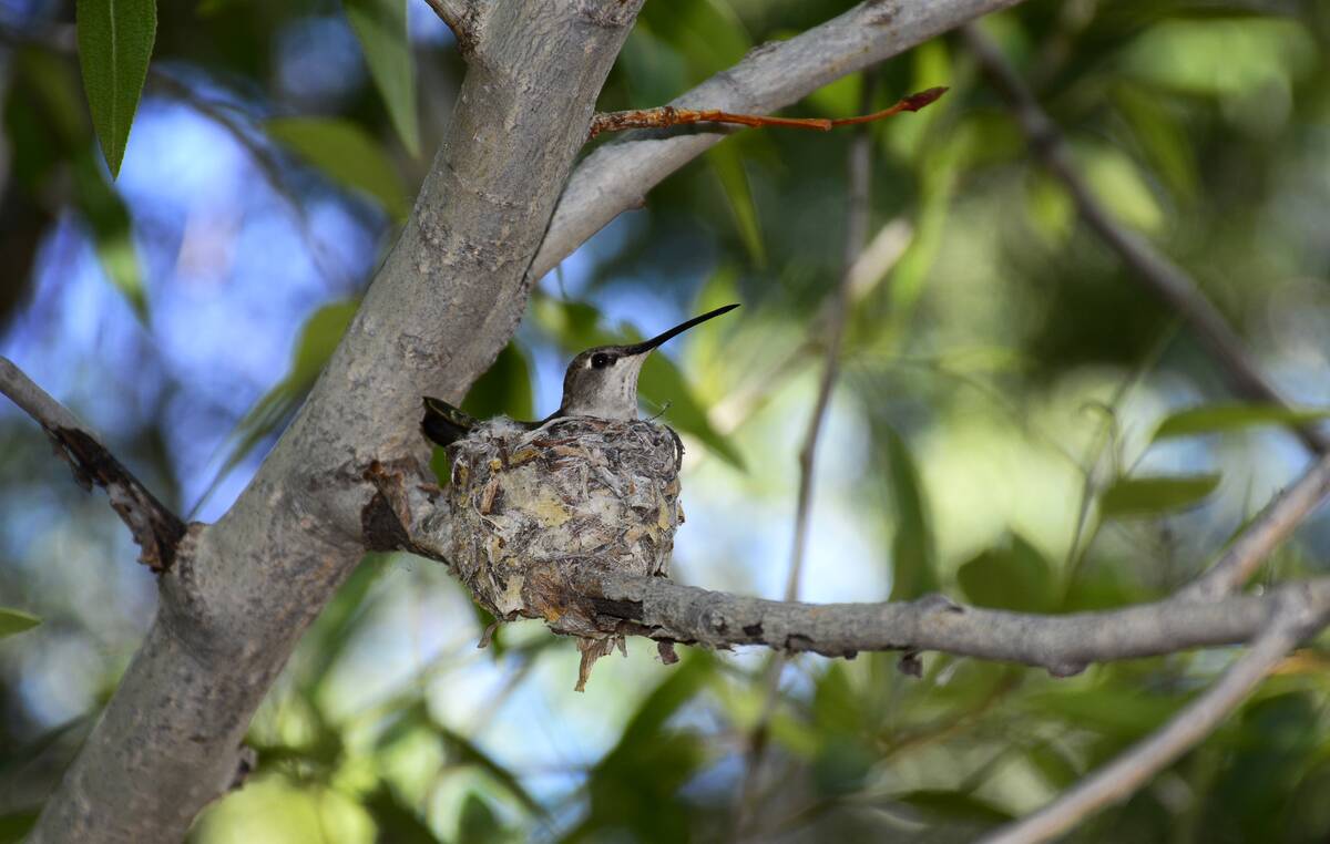 Santa Fe Canyon Preserve