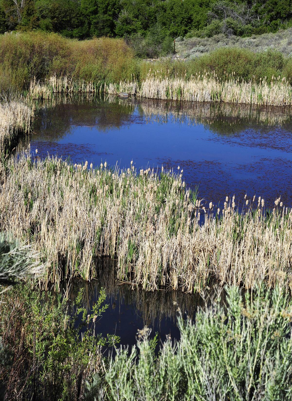 Santa Fe Canyon Preserve