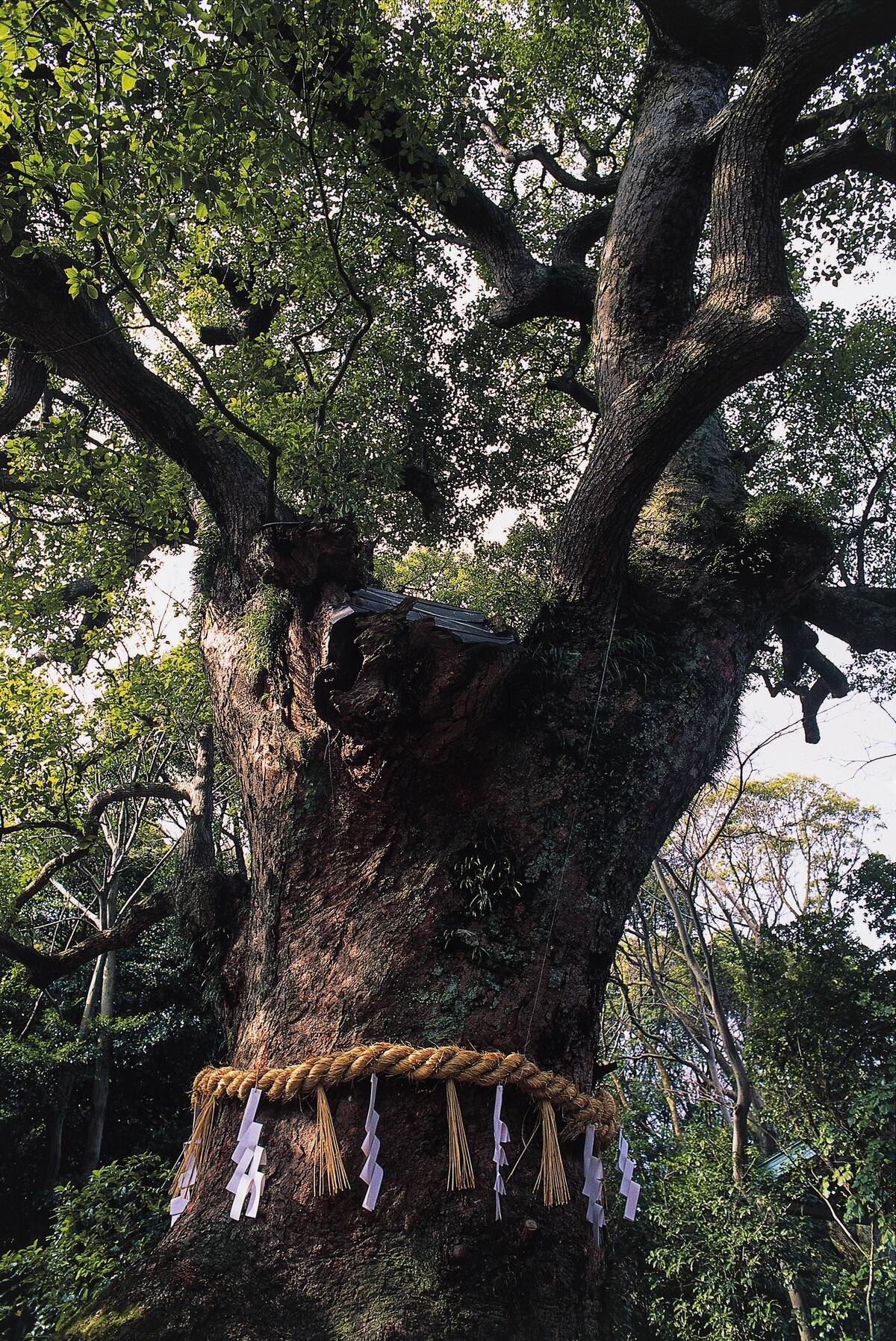 Shimenawa, rice straw rope, Atsuta Shrine, Nagoya