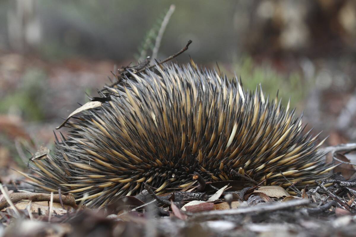 Short-beaked echidna