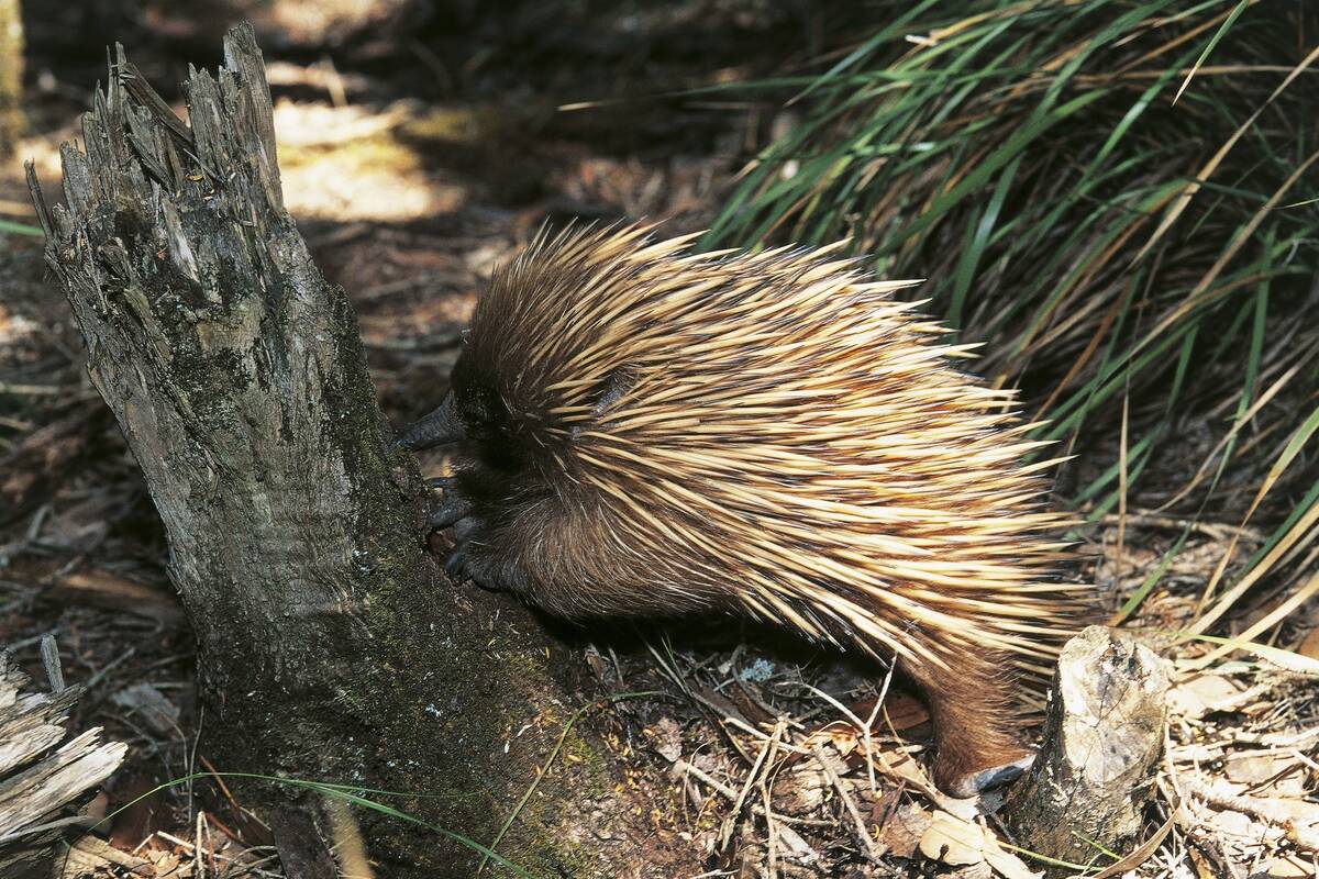 Short-beaked echidna (Tachyglossus aculeatus)...