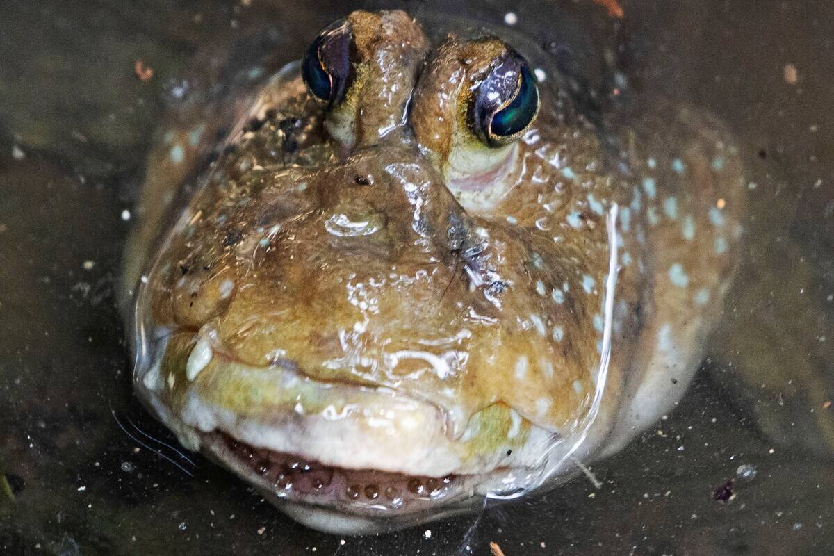 SINGAPORE-PASIR RIS PARK-ANIMALS