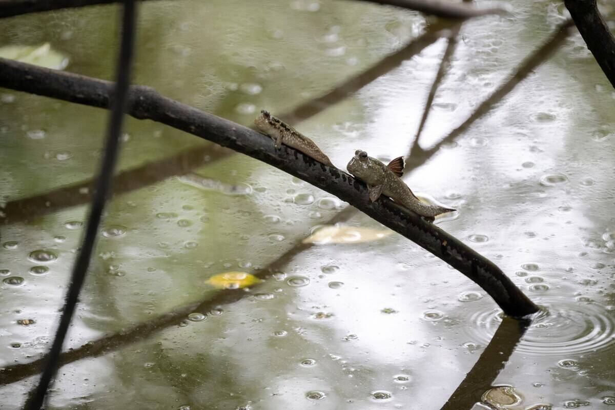 SINGAPORE-WORLD WILD LIFE DAY-ANIMALS