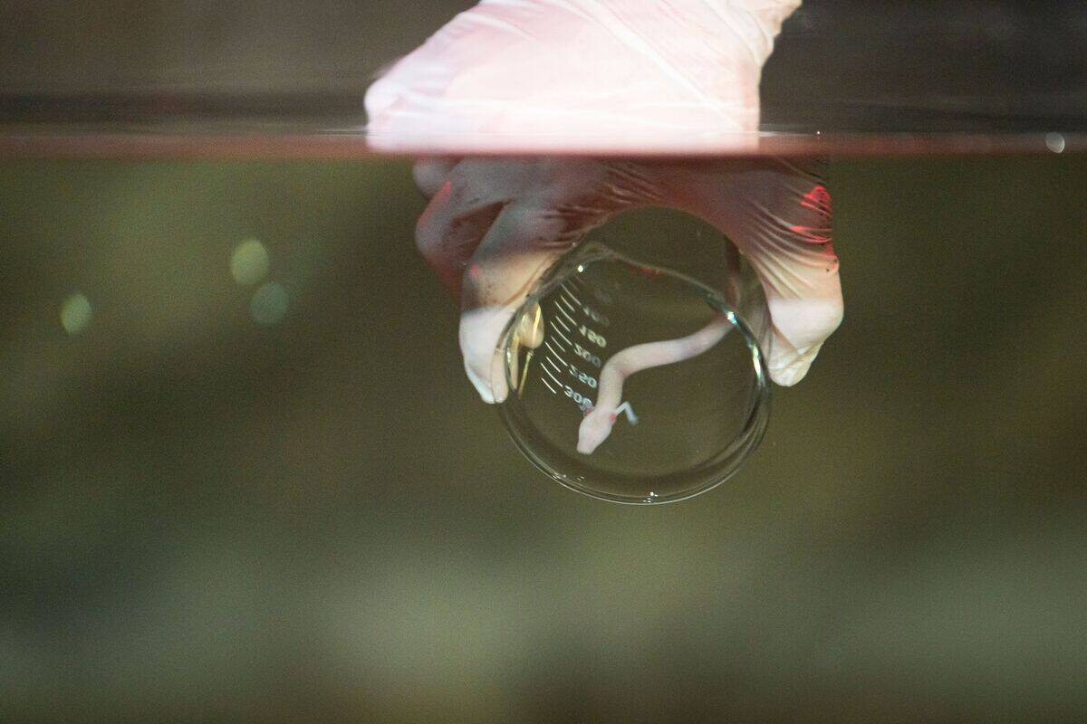 SLOVENIA-ZOOLOGY-DRAGON-ANIMALS