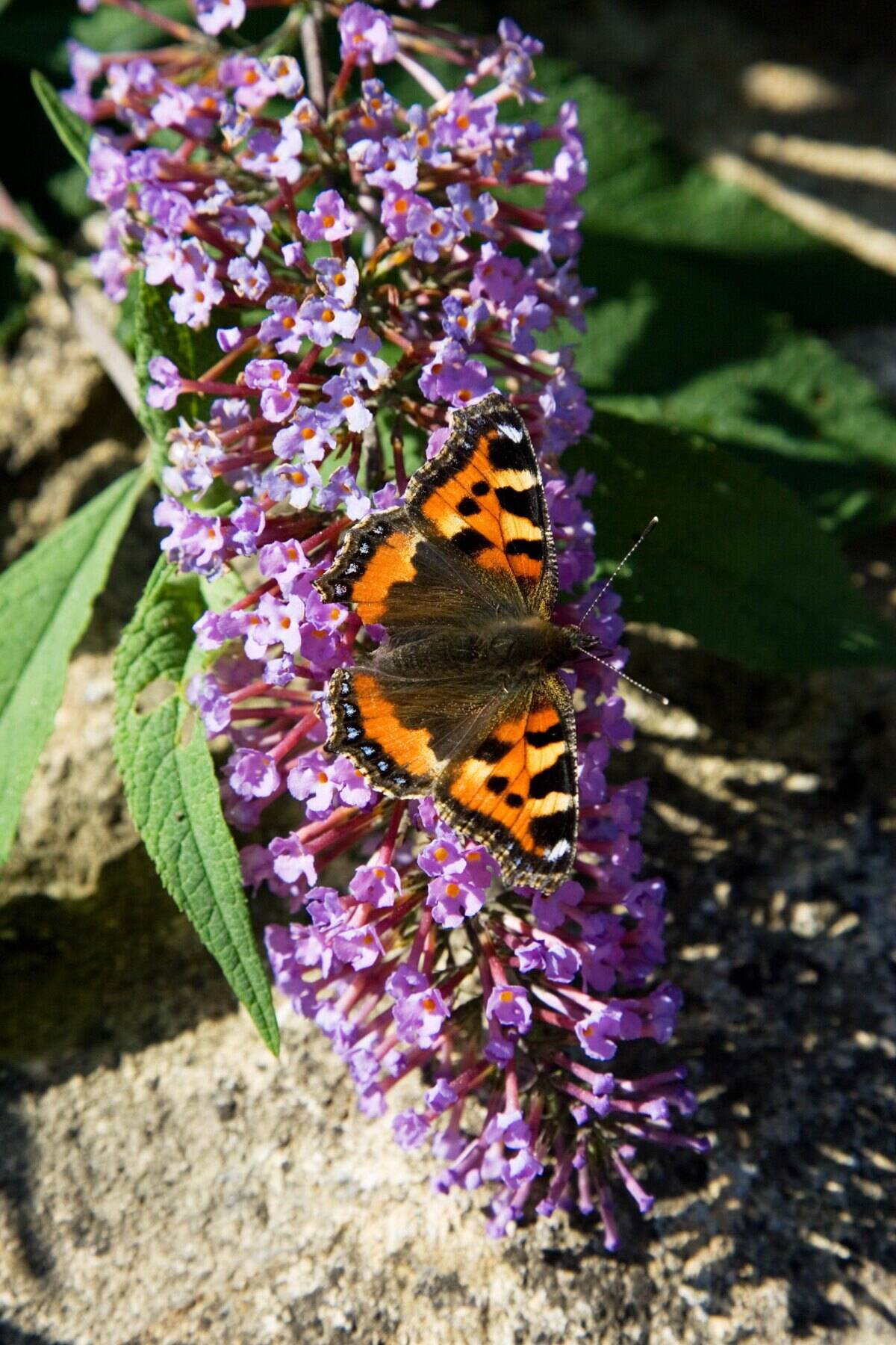 Small Tortoiseshell Butterfly, UK