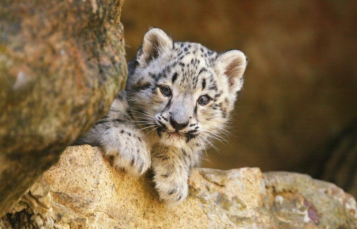 Snow Leopard Cubs on Display at Taronga Zoo