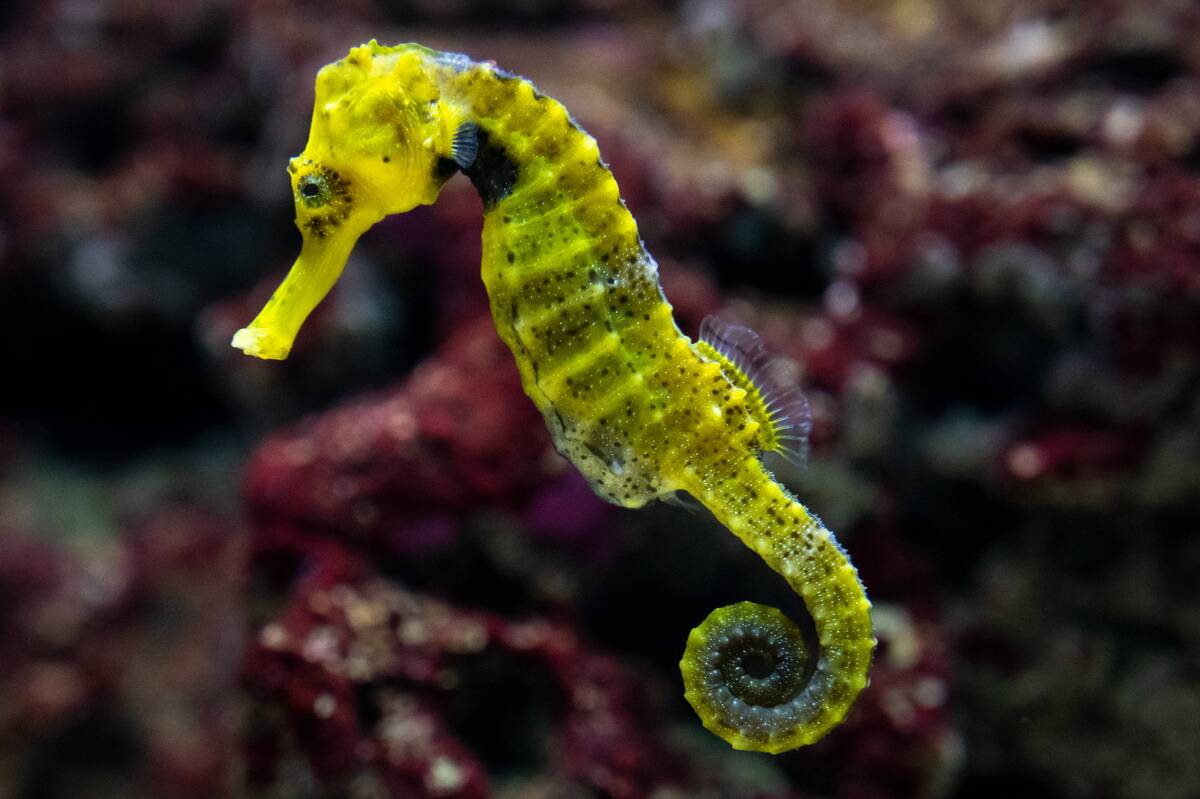 Specimen of longsnout seahorse (Hippocampus reidi) also...