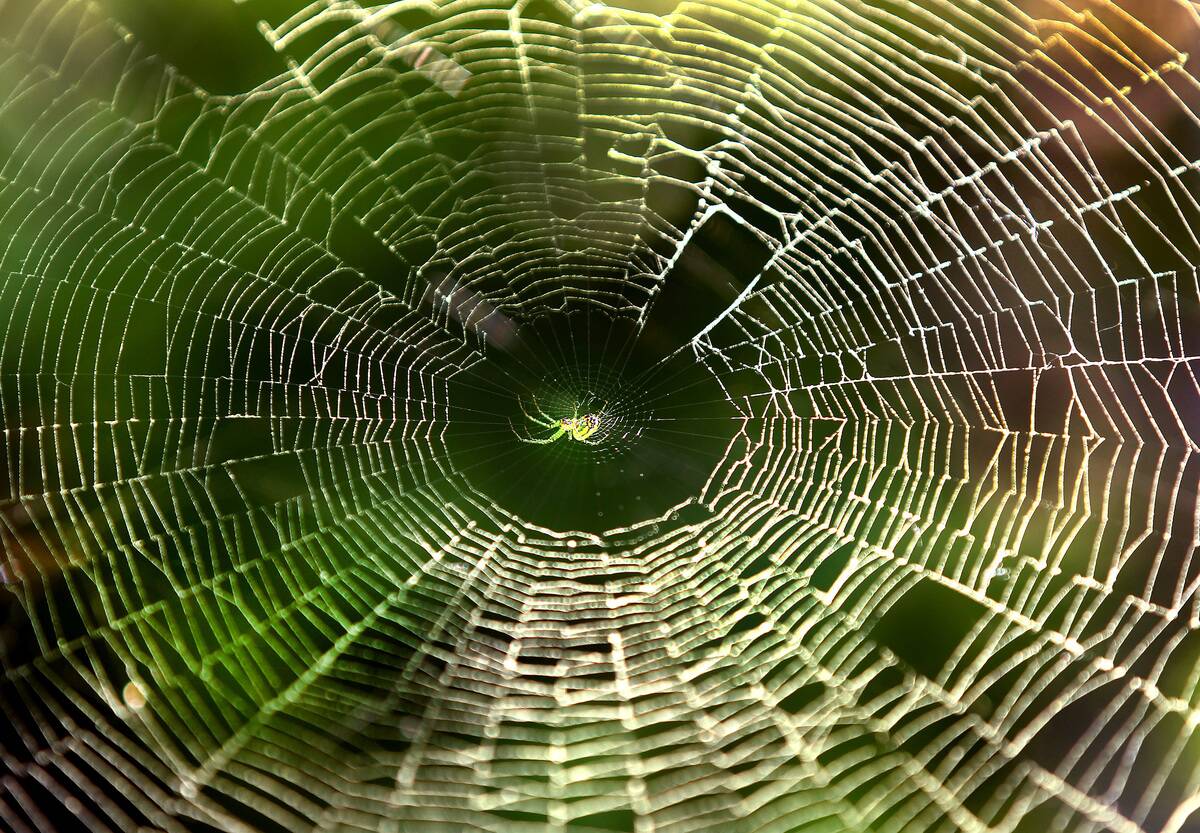 Spider Webs