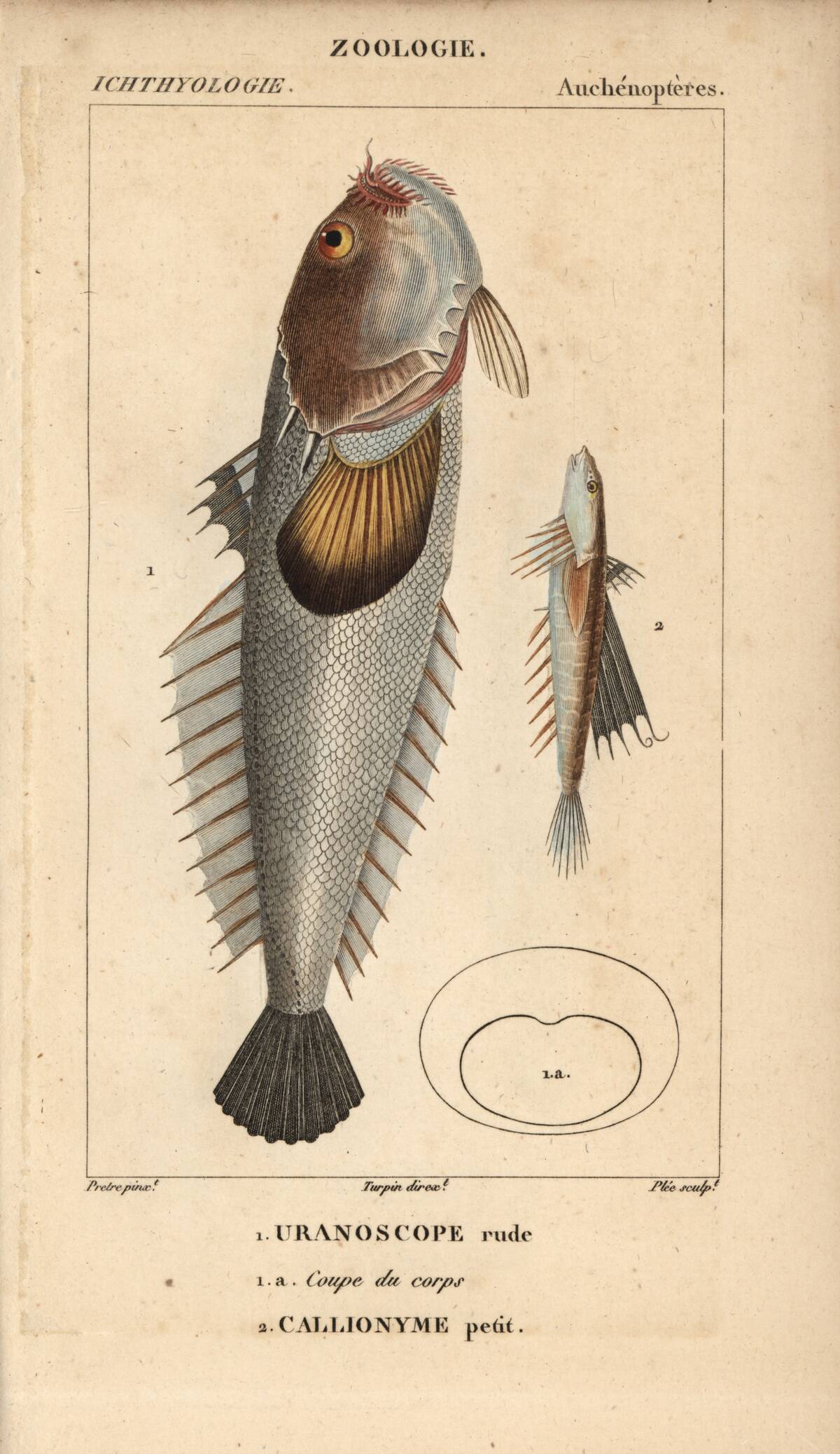 Stargazer and dragonet