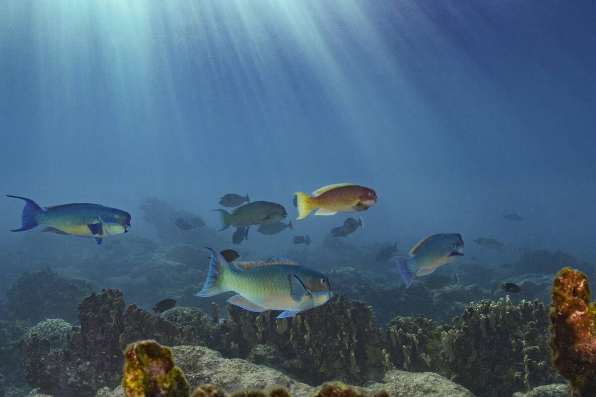 Steephead parrotfish