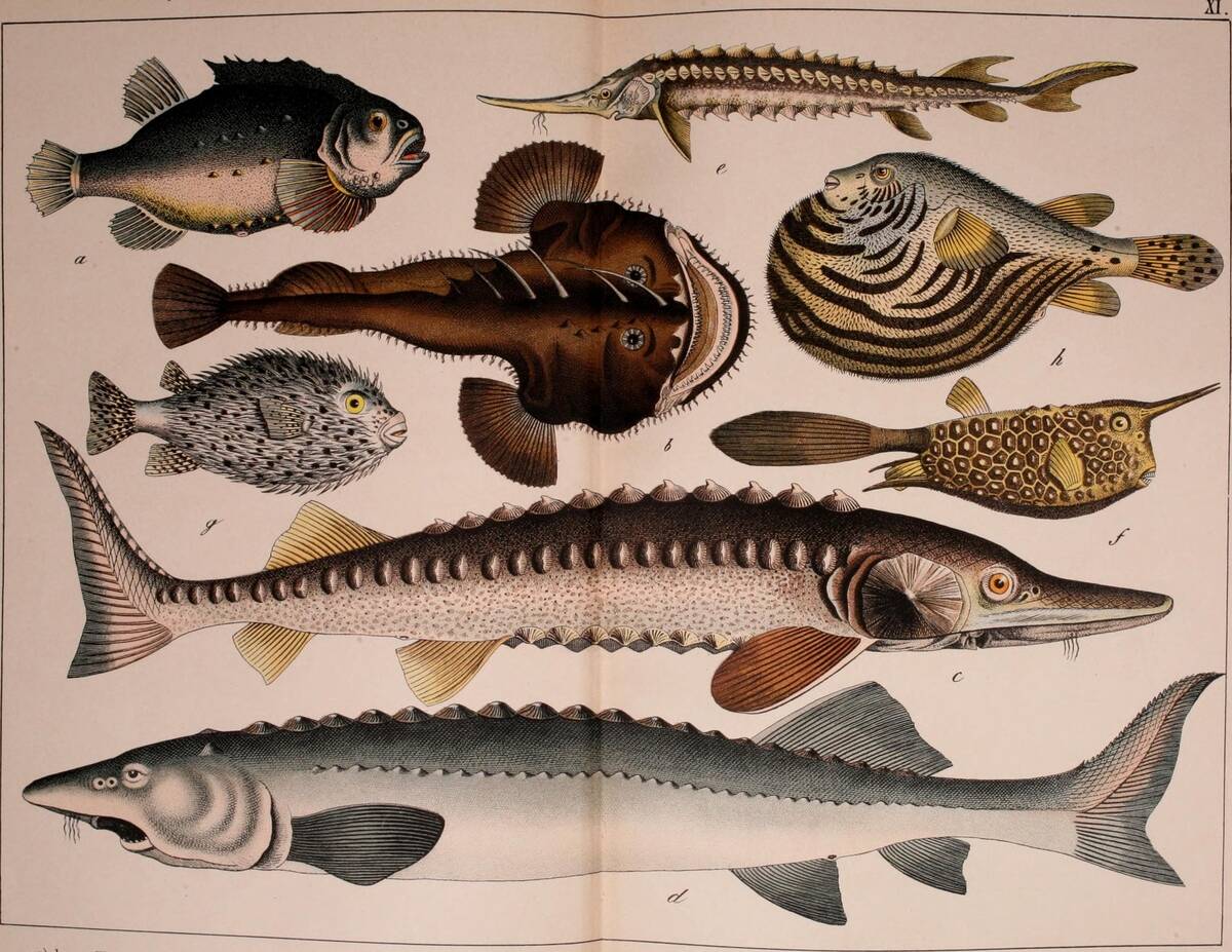 Sturgeons And Tetraodontiformes