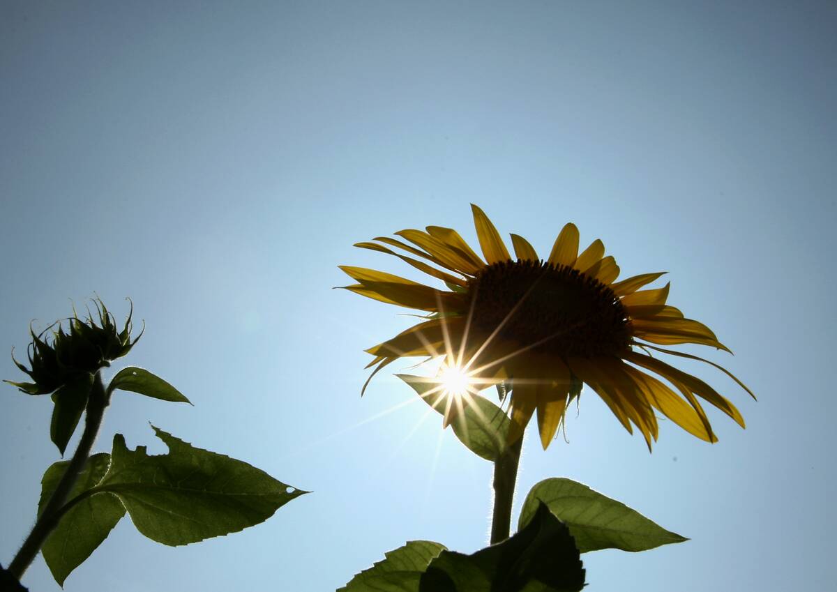 Sunflowers In Full Bloom In Fukui
