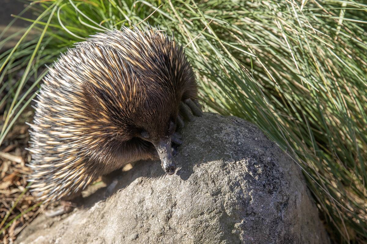 Sydney - Taronga Zoo