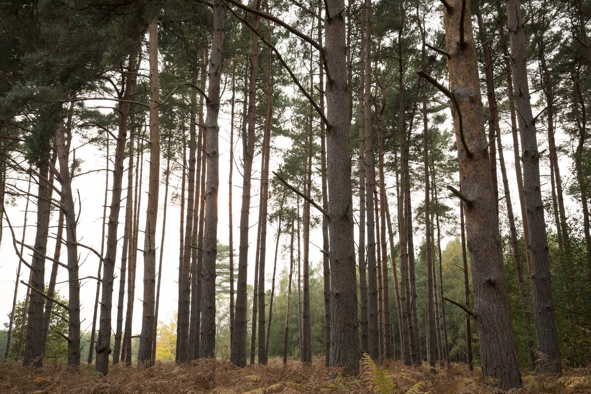 Tall Larch Trees in Autumn
