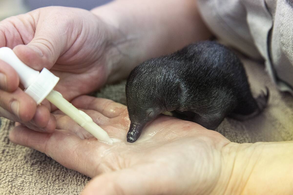 Taronga Zoo Cares For Baby Echidna