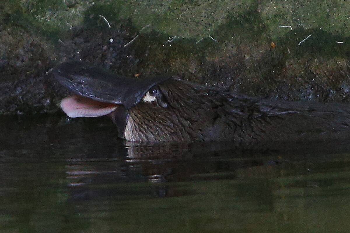 Taronga Zoo Keepers Care For Drought And Bushfire Affected Platypus