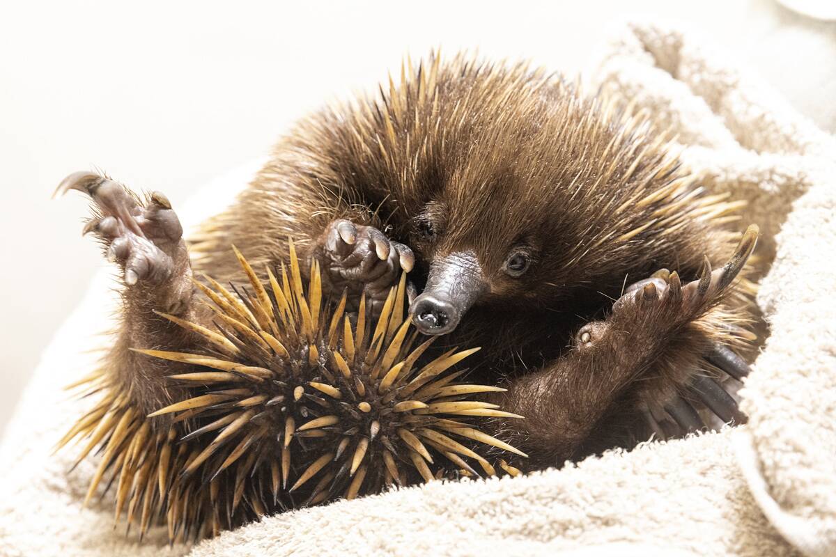 Taronga Zoo Wildlife Hospital