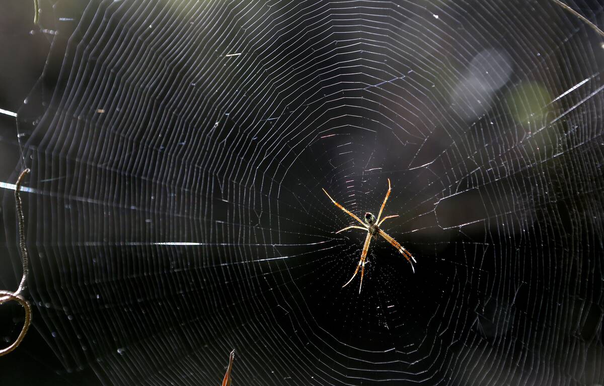 Thailand Spider